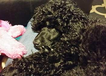 ONYX snoozing with his stuffed toy.
