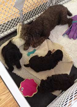 Puppies 6 weeks old, 11-5-13, 

Mama & babies sharing time 
chewing on raw bones !!