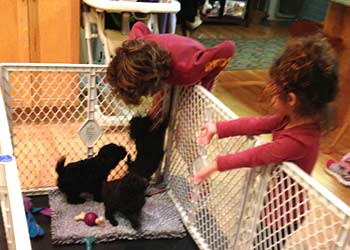Carlo & Priscilla playing with 
DEMI & GIANNI puppies