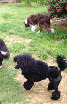 TC cut out in her big girl hair cut...
playing with her border collie friends!!!