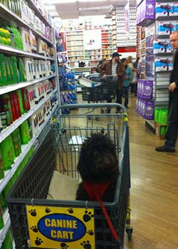 Alexander The Great 
& his mommy shopping in NYC!