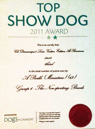 Louie's TOP SHOW DOG Award