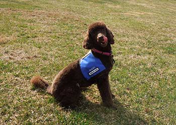 Bailey Rosenbaum, 
Pets On Wheels & Therapy doggie