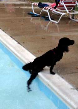 Guapo...making a splash at the pool!!