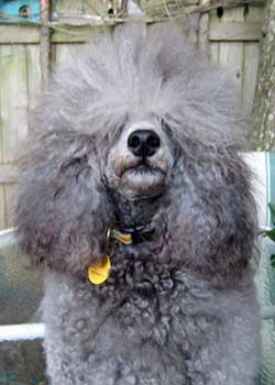 Rocco's bad hair day